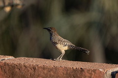 Campylorhynchus brunneicapillus anthonyi