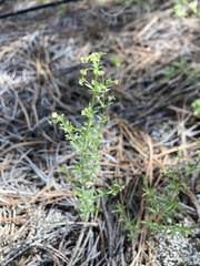 Galium fendleri
