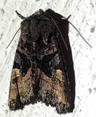 Euplexia
