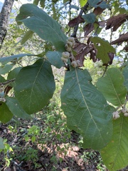 Quercus obtusata