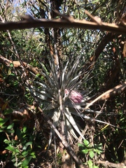 Tillandsia gardneri