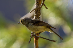 Vireo huttoni stephensi
