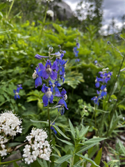 Delphinium sutherlandii