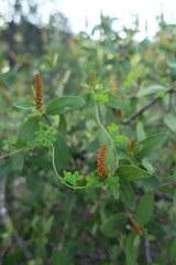 Colliguaja odorifera