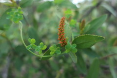 Colliguaja odorifera