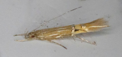 Cosmopterix fernaldella