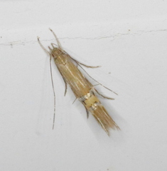 Cosmopterix fernaldella