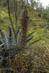 Puya aequatorialis