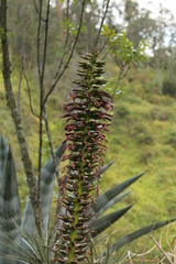 Puya aequatorialis
