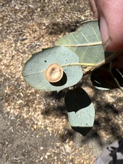 Paracraspis patelloides