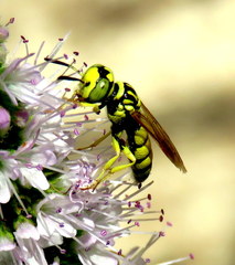 Philanthus multimaculatus