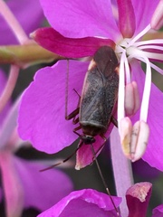 Adelphocoris rapidus
