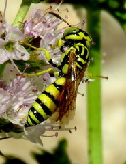 Philanthus multimaculatus
