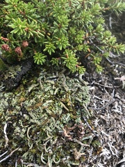 Cladonia macroceras