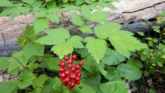 Actaea rubra rubra