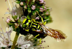 Philanthus multimaculatus