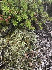 Cladonia macroceras