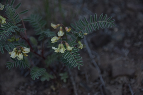 Image of Lemhi Milkvetch (Astragalus aquilonius) by (c) Mitch Van Dyke, some rights reserved (CC BY)