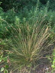 Festuca longifolia