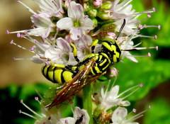 Philanthus multimaculatus