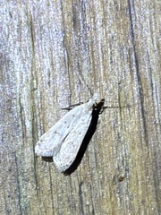 Dichomeris punctidiscellus