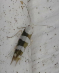 Argyresthia calliphanes