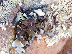 Xanthoparmelia hottentotta