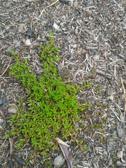 Pyxidanthera barbulata