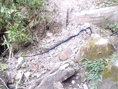 Chironius grandisquamis