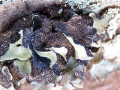 Xanthoparmelia hottentotta