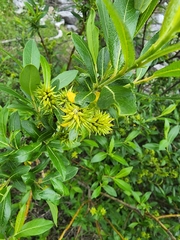 Salix pseudomyrsinites