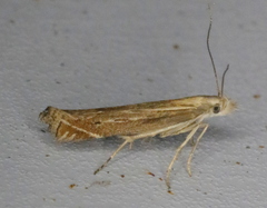 Isophrictis striatella