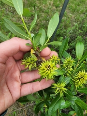 Salix pseudomyrsinites