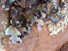 Xanthoparmelia hottentotta