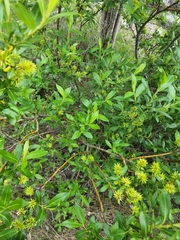 Salix pseudomyrsinites