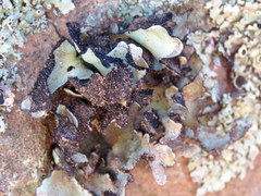 Xanthoparmelia hottentotta