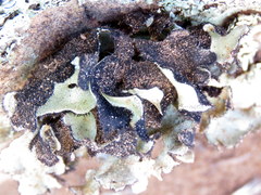 Xanthoparmelia hottentotta