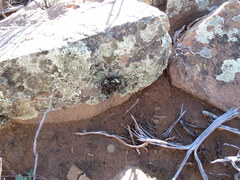 Xanthoparmelia hottentotta