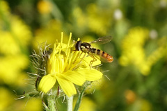 Sphaerophoria sulphuripes