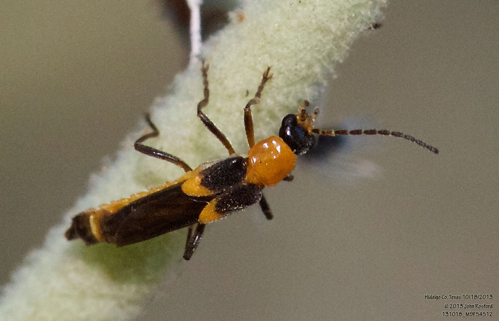 Belotus bicolor