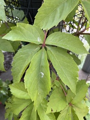 Parthenocissus
