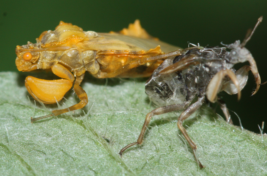 Phymata annulipes
