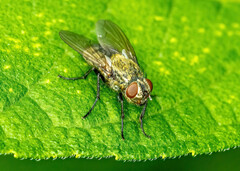 Polleniidae