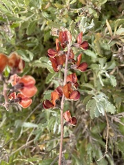 Swainsona stipularis