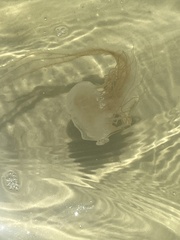 Chrysaora chesapeakei