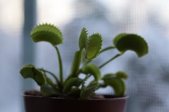 Dionaea