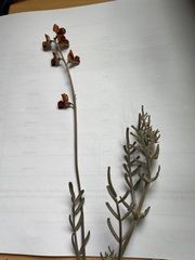 Swainsona stipularis