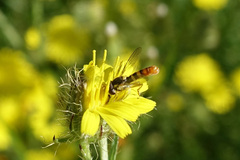 Sphaerophoria sulphuripes