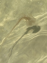 Chrysaora chesapeakei