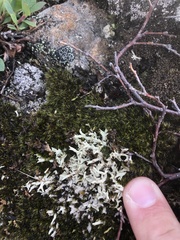 Cladonia kanewskii